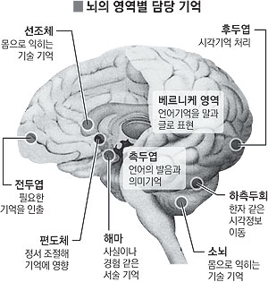 뇌의 영역별 담당 기억: 매일신문