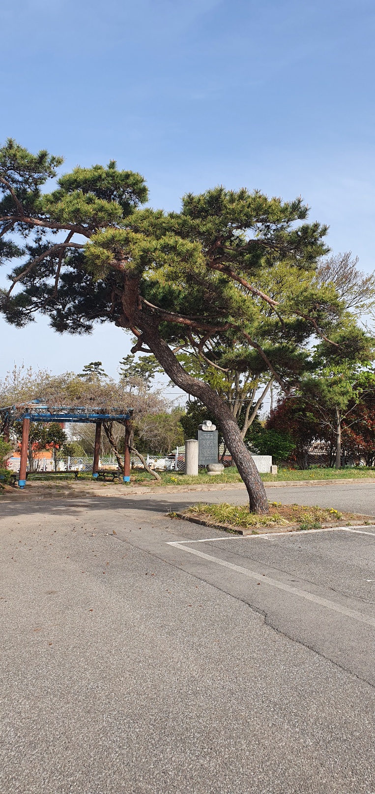 ▲ ‘남면중학교’ 봄의 풍경